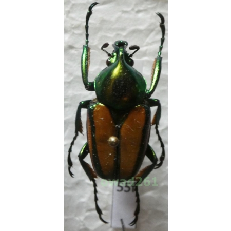 Phaedimus zebuanus kachikun Nagai, 1998 male Philippines55f